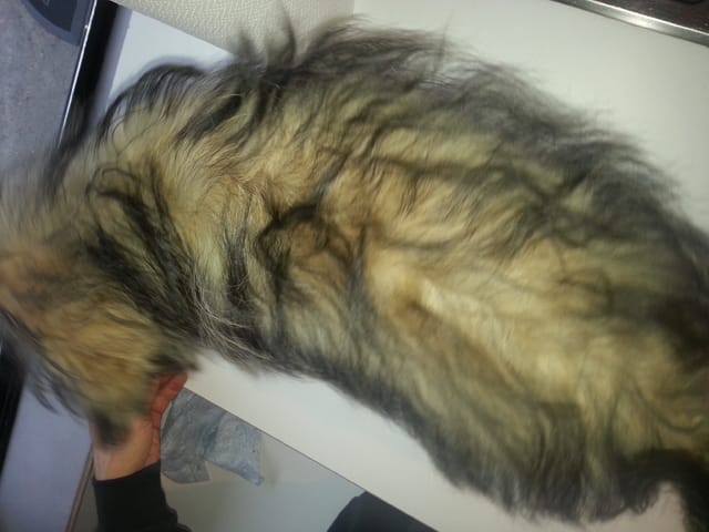 les poils de mon spitz