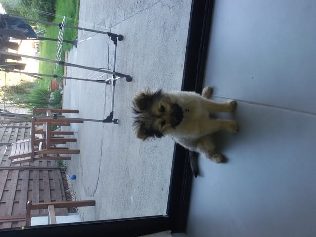 Mon chien en position  assis