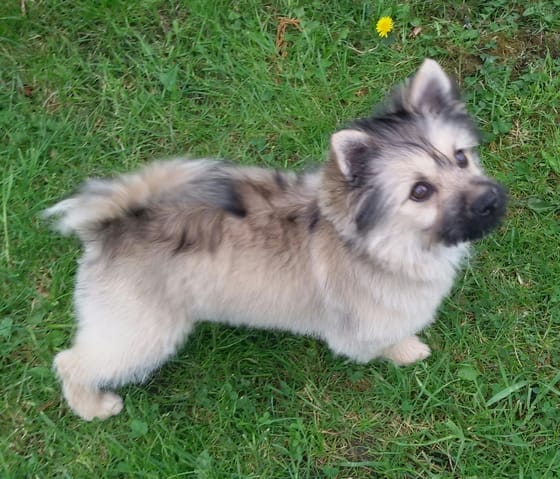 type Spitz mais quel croisement ?