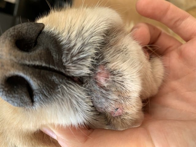 depigmentation au niveau de la babine