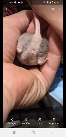 Besoin d'aide : Sexe de la souris