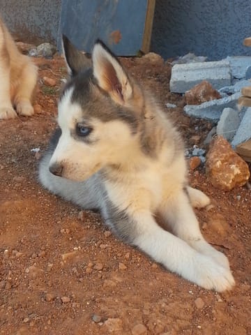 Promener mon Husky sans laisse est-ce possible ?