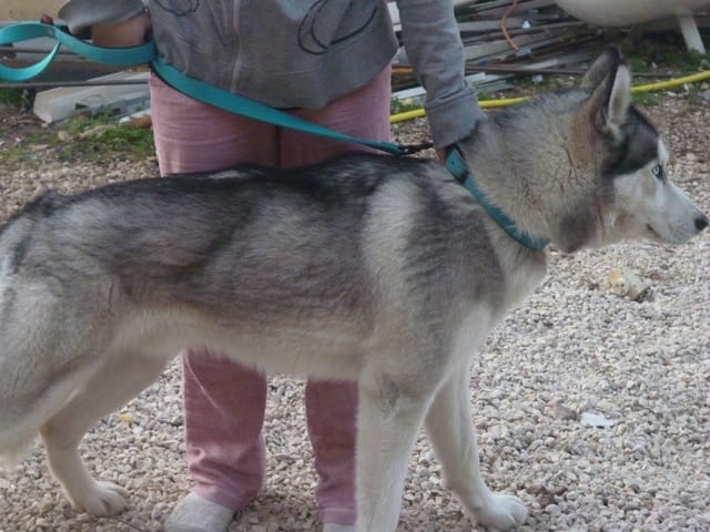 Recherche femelle Husky Sibérian saillie