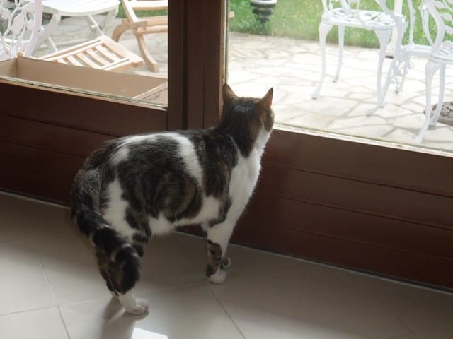 Quelle est la robe de cette chatte SVP ?