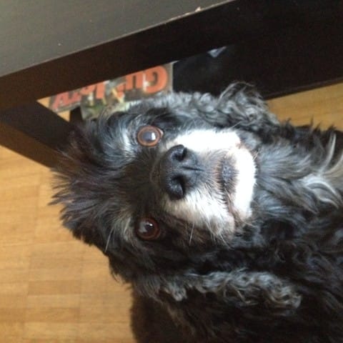 recherche frère et soeur de ma chienne née le 19 septembre 2007