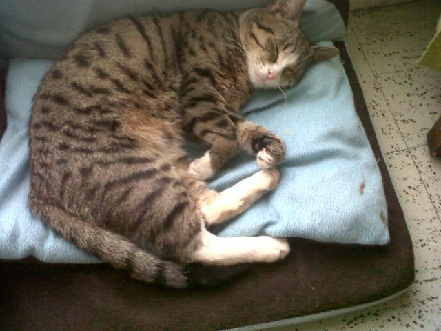 trouver un nom a mon nouveau chat