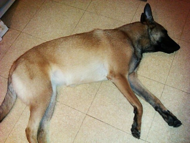 Comportement étrange Malinoise de 15 mois