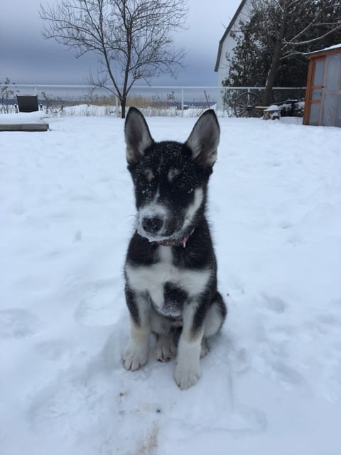 Identifier selon n vos connaissances le croisement de mon chien
