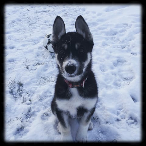 Huskie-croisée stop au mordillage!
