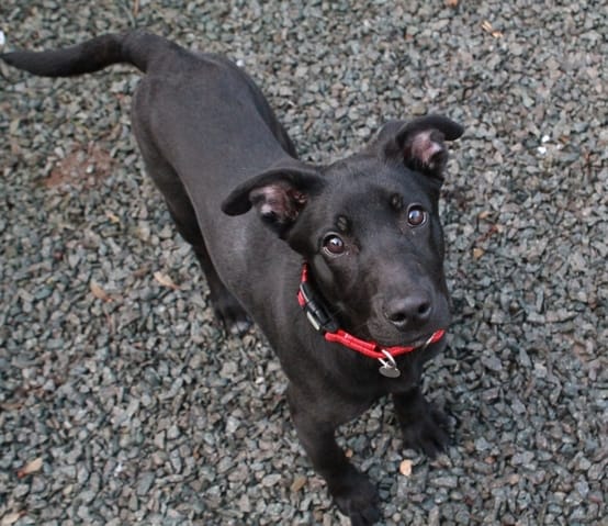 Nouvelle chienne venant de la spa : photos et évolution