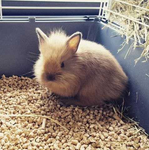 Race lapin