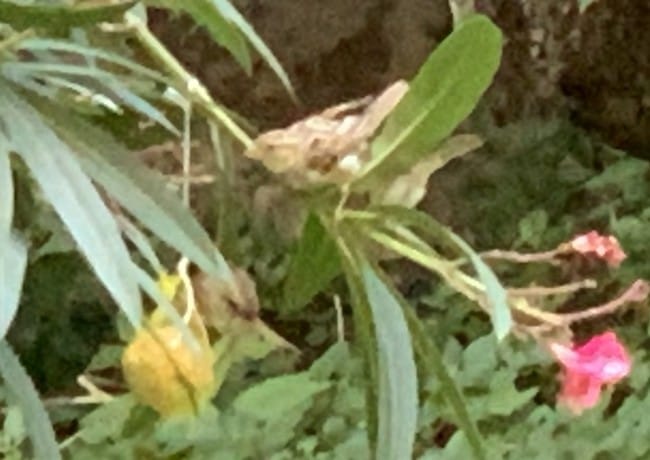 Quelle est cette espèce d'oiseaux ?