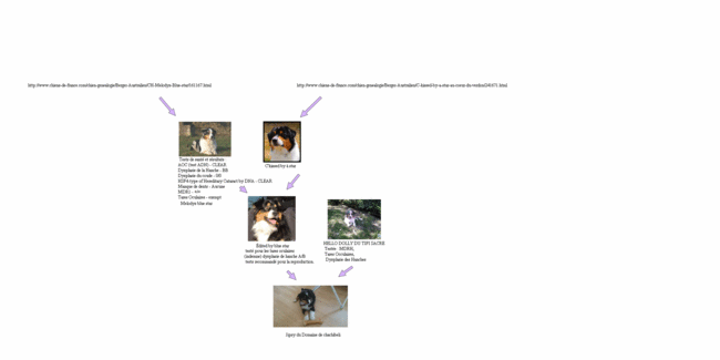 Arbre genealogique de mon chiot , Bon pedigree? 
