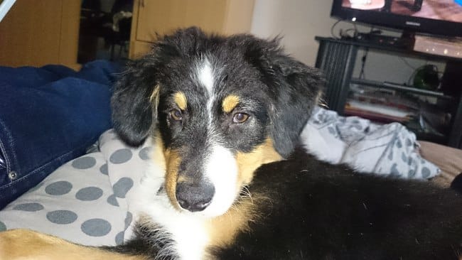 Mon chiot à t'il l'oreille cassé ?