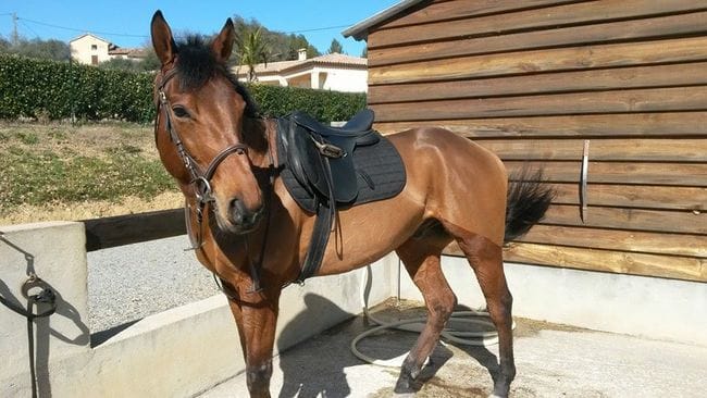 Chien et equitation.. comment faire ? 