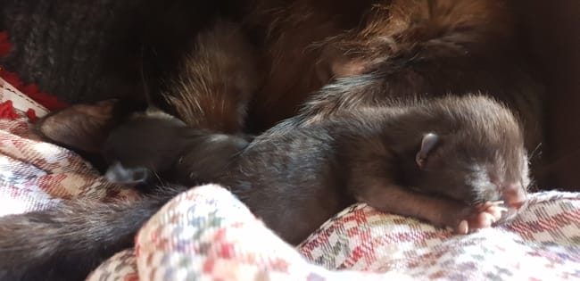 Chatte un peu perdue face à ses chatons inquiétude