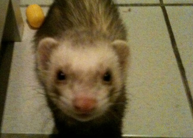 shipperke et furet entente possible ?
