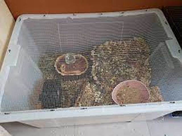 Comportement et décès étrange Hamster