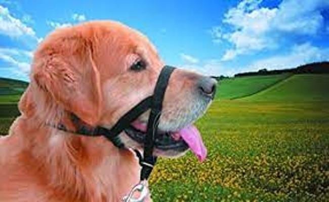 Licol pour chien, bonne ou mauvaise idée ?