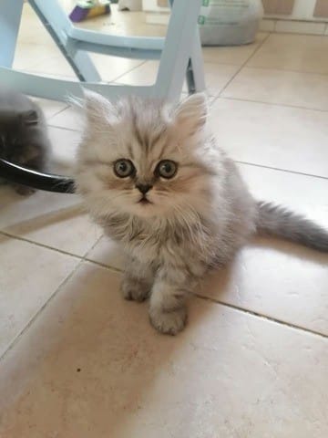 est ce que ce chat est persan