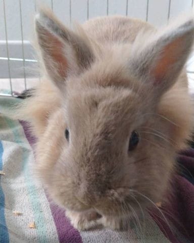 Besoin d'aide Mon lapin me mord