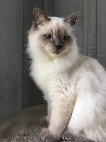 Contrat éleveur et LOOF