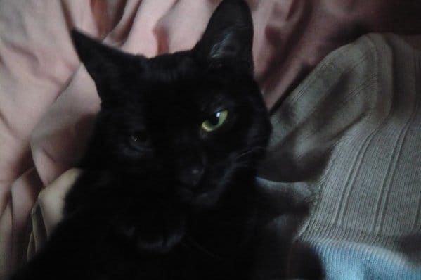 Cherche prénom pour chatte (1 photo)