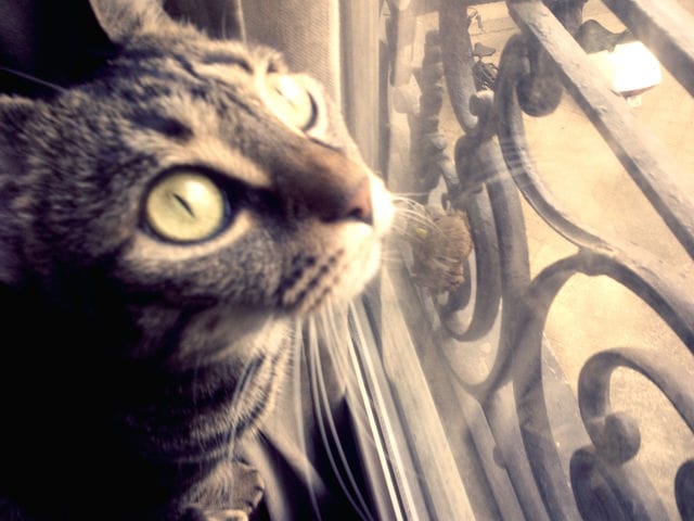 Un hommage à mon chat, un véritable soutien pour moi