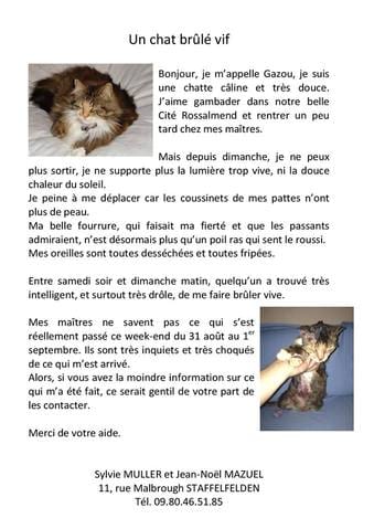 Appel à témoins (chat brûlé vif!)