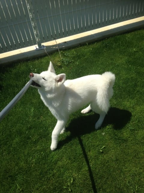 Akita Inu croissance