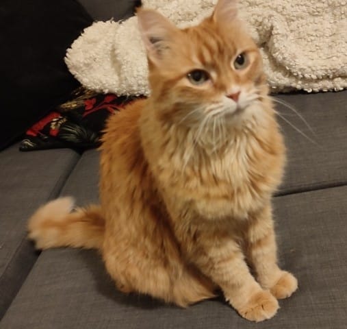 Quelle est la race de mon chat ?