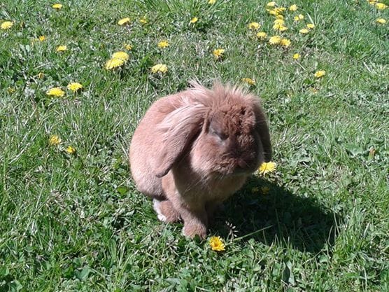 Dois-je laver mes lapins ?