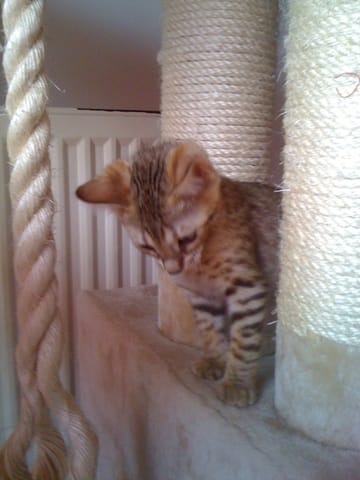 Dans 4 jours notre petite chatte Bengal sera chez nous !