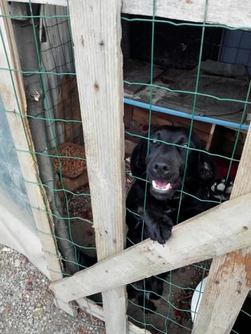Facile ou pas d'éduquer un jeune chien de 11 mois qui **** d'une cage ?