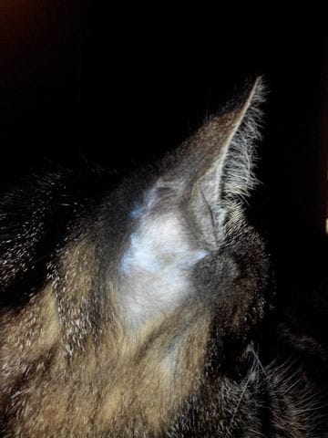 Ma minette happy n'a plus poil derrière une oreille si vous savez ce que ca pourrais être merci