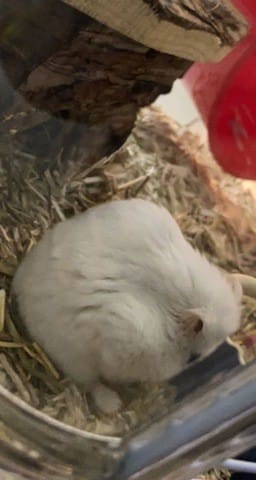 J’ai l’impression que mon hamster a une bosse sur le dos?