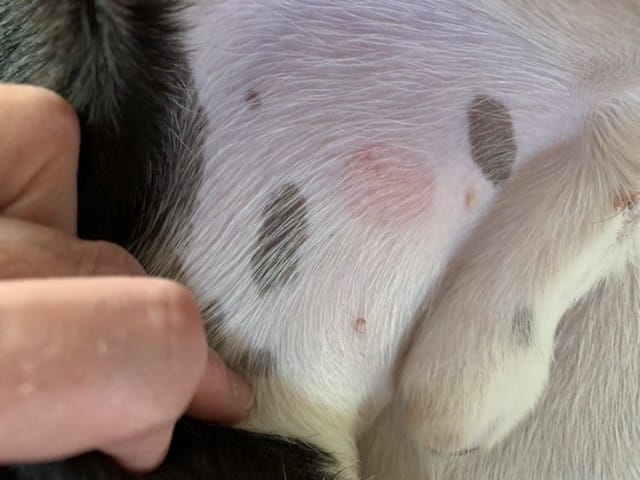 Mon chien a une plaque rouge.