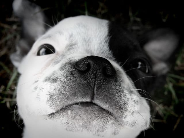 Plus d'infos sur le boston terrier