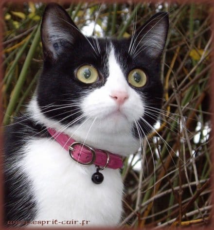 Collier et laisse pour chat