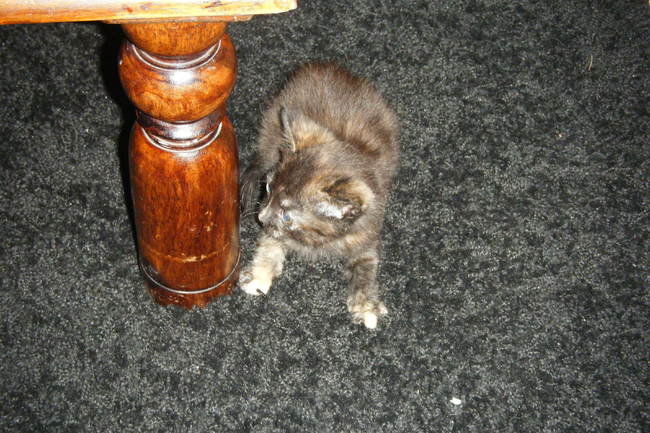 Questions sur mon chat