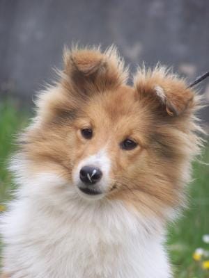 Page berger des shetland