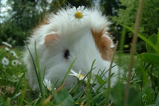 Recherche photos cobaye toutes races,tous thèmes