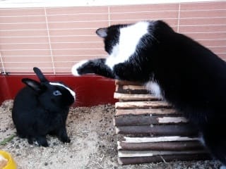 Annonce : Lapin à adopter près de Lyon