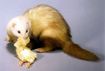 Alimentation des furets