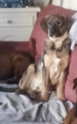 donne chiot 7 mois