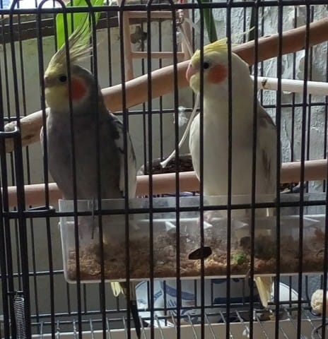 Calopsittes mâle ou femelle