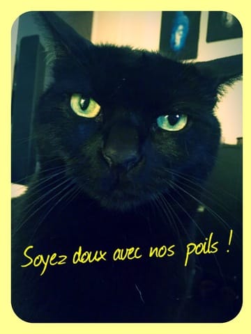 Notre chat et nos caresses