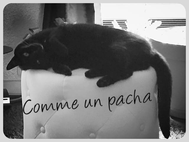 S'inspirer d'un chat...