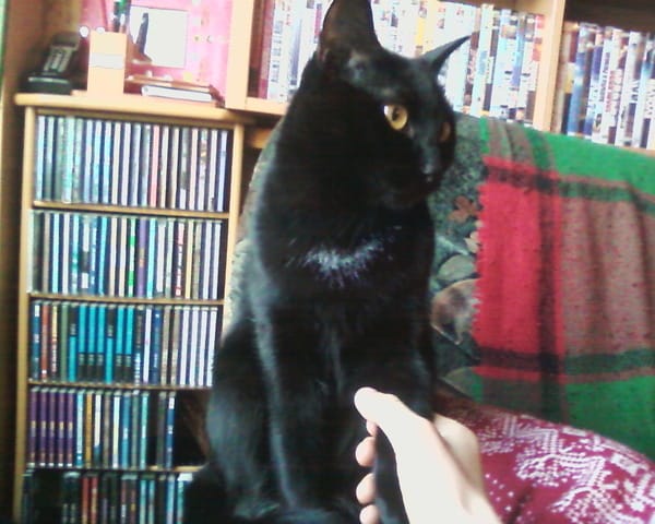 amour de chats