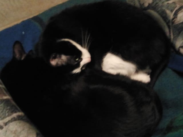 photo rigolote de votre animal 